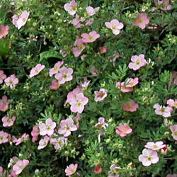 Potentilla Rosa